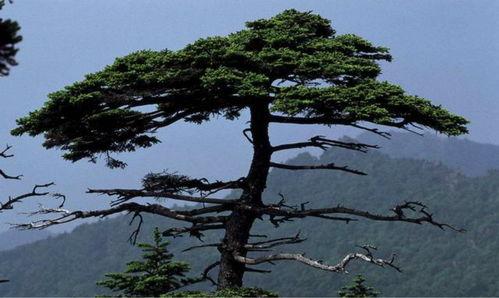 雾锁青松终见月,青松依旧——探寻自然与人生的和谐共鸣