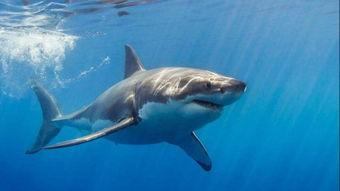 大白鲨,揭秘大白鲨的神秘世界