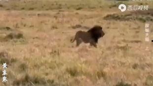 雄狮（国语版）,勇闯非洲草原的王者传奇